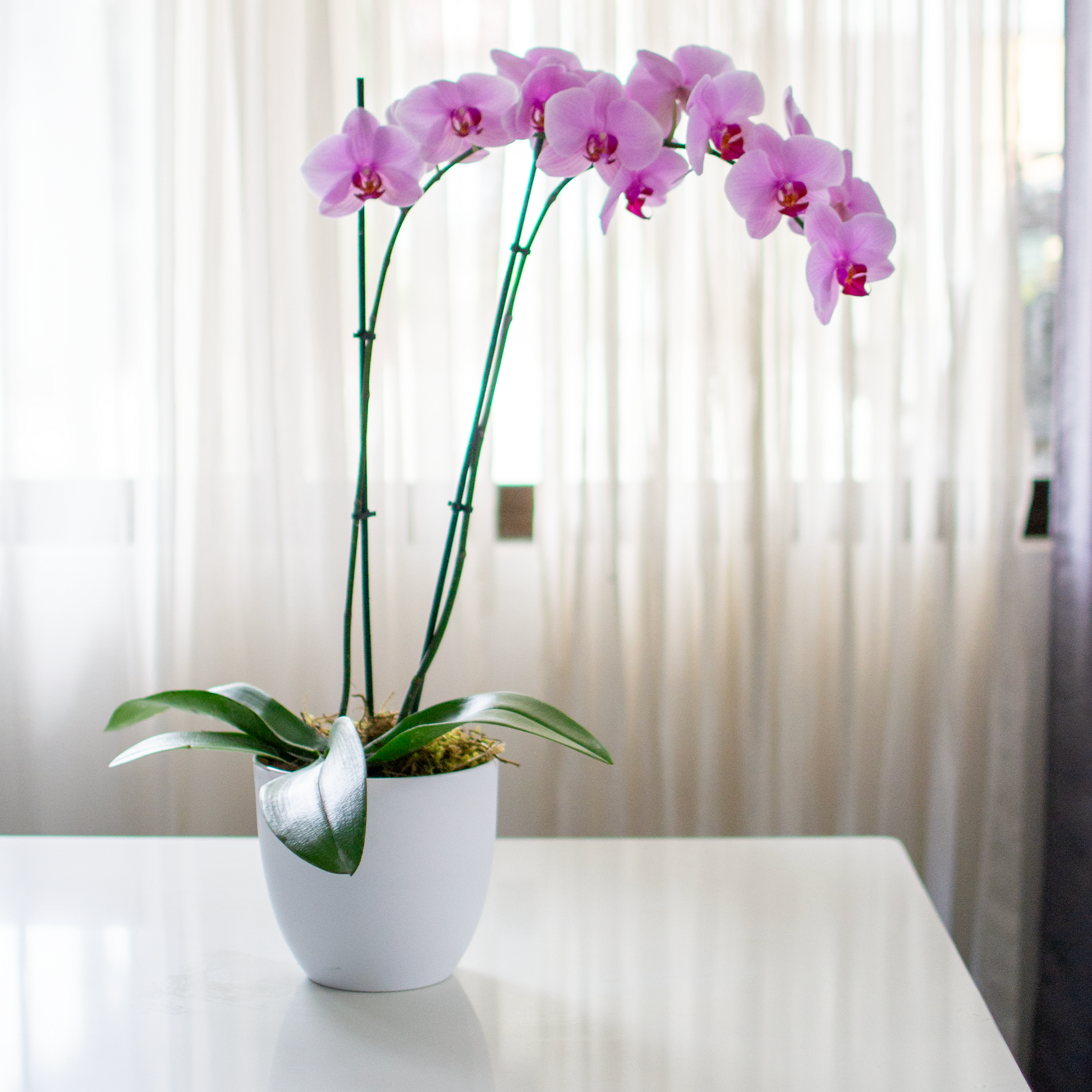 Orquideas (Dos Tallos)